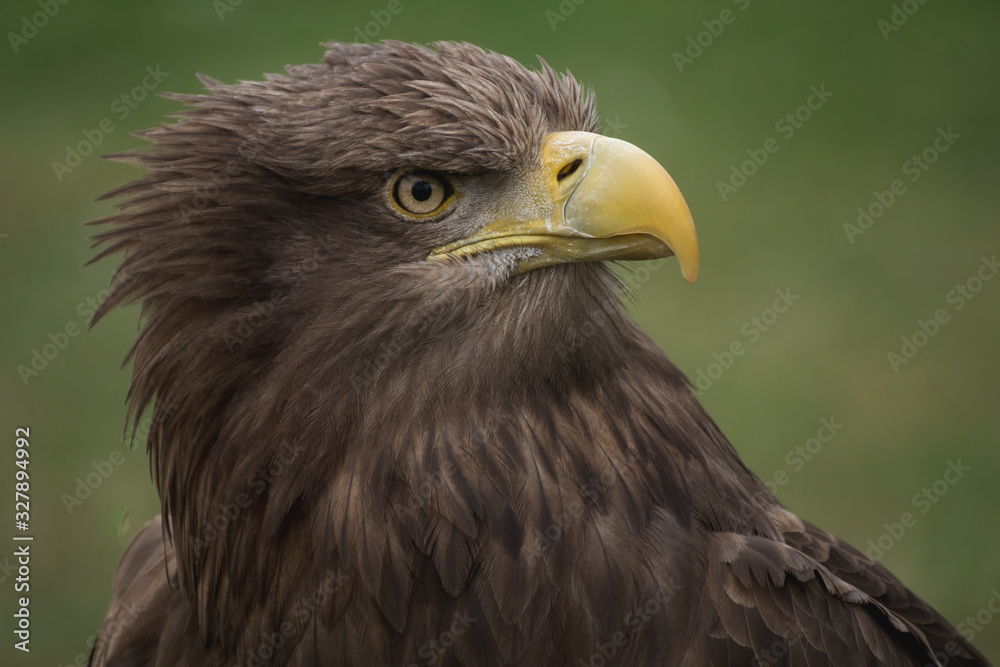 Close up portrait of a white tailed eagle profile view Close up portrait of a white tailed eagle profile view