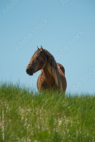 Wild Horses of Sable Island