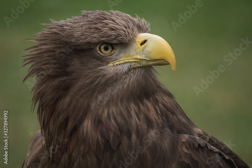 Close up portrait of a white tailed eagle profile view