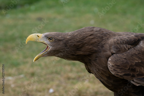 Portrait of a white tailed eagle with open beak making sound