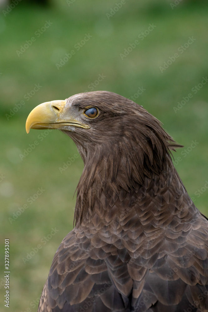 Portrait of a white tailed eagle flickering
