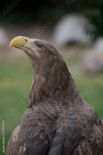 Close up portrait of a white tailed eagle profile view