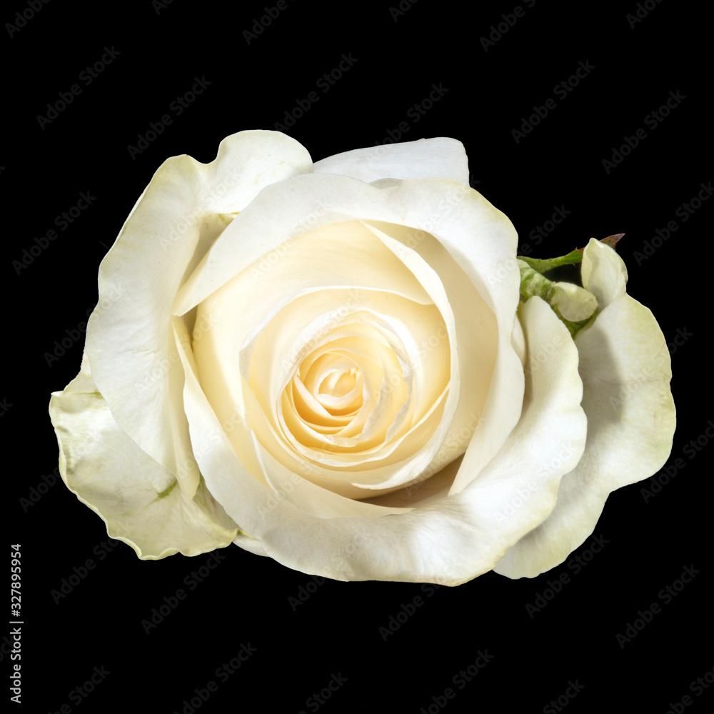 Rose Close up Rose Close up