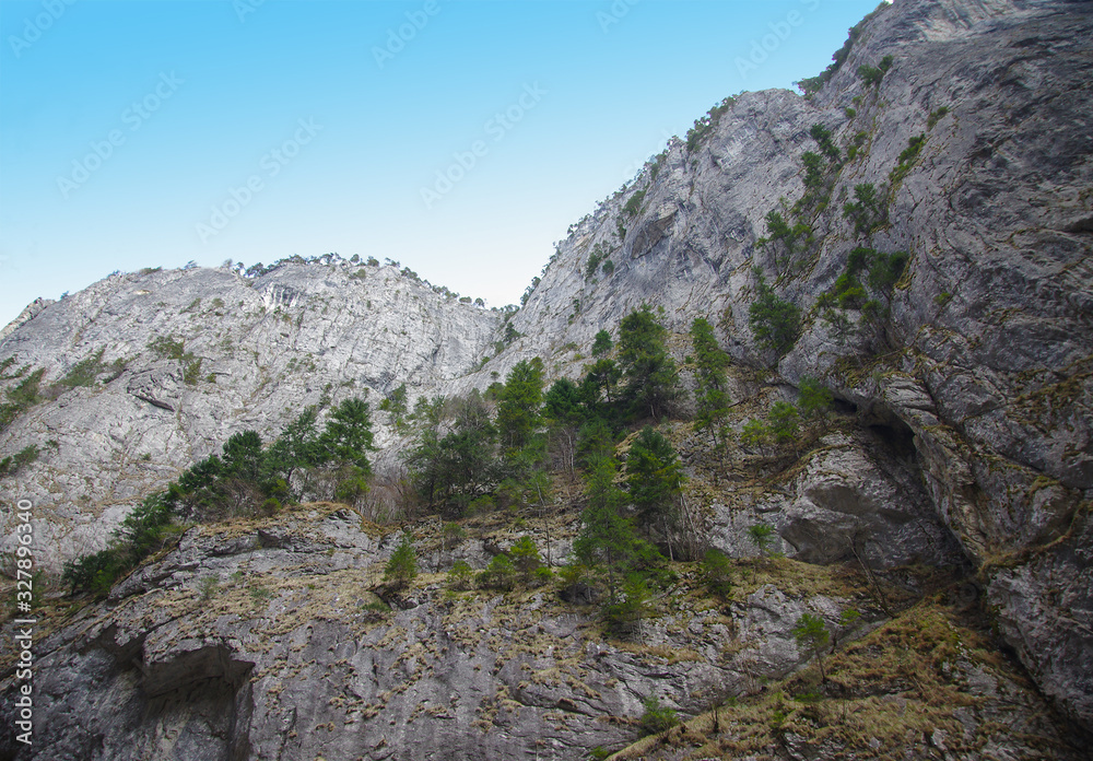fir trees that grow on high rocks