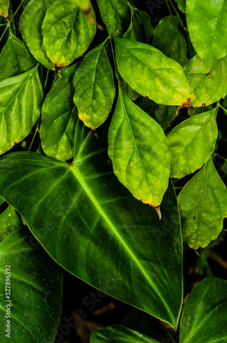 Colorful Abstract Closeup of Leafs and Texture Background 