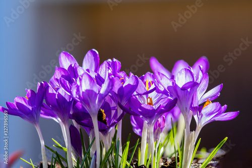 crocus in spring