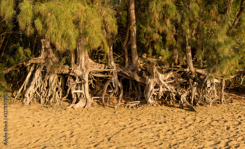 Fotografie, Tablou Panoramic view of the erosion to Ke'e beach caused by sea waves under trees and