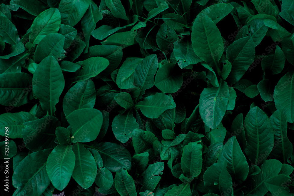 Leaf texture background with dark mood -image