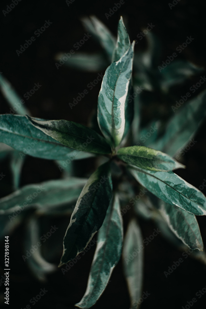 Leaf texture background with dark mood -image Leaf texture background with dark mood -image