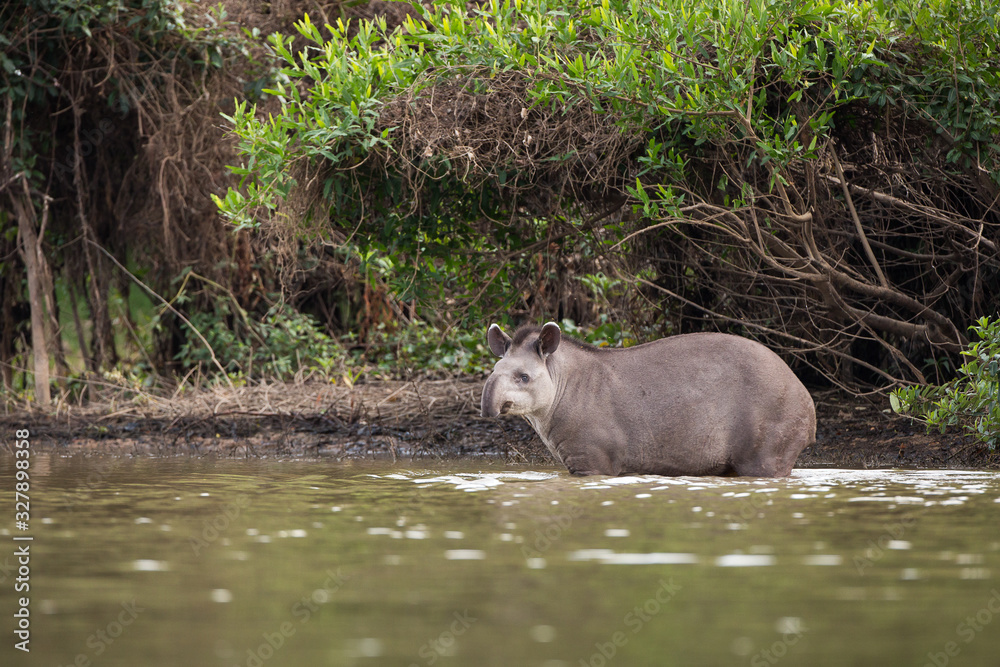A tapir, Tapirus terrestris, crossing the Cuiaba River in the Pantanal of Brazil. A tapir, Tapirus terrestris, crossing the Cuiaba River in the Pantanal of Brazil.