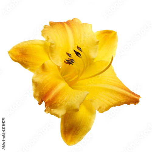 Yellow daylily flower isolated on white background.