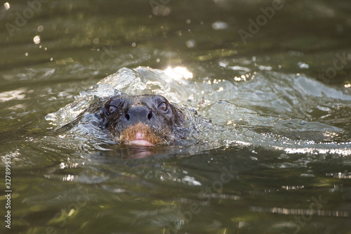A giant otter, Pteronura brasiliensis, swimming in the Cuiaba River, Brazil.