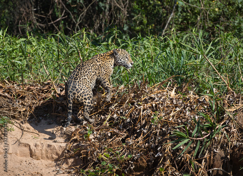 A jaguar  Panthera onca  climbing the bank of the Cuiaba River  Brazil.