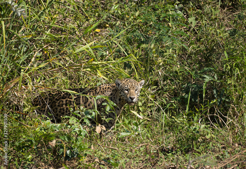 A jaguar  Panthera onca  emerges from the grass on the bank of the Cuiaba River  Brazil.