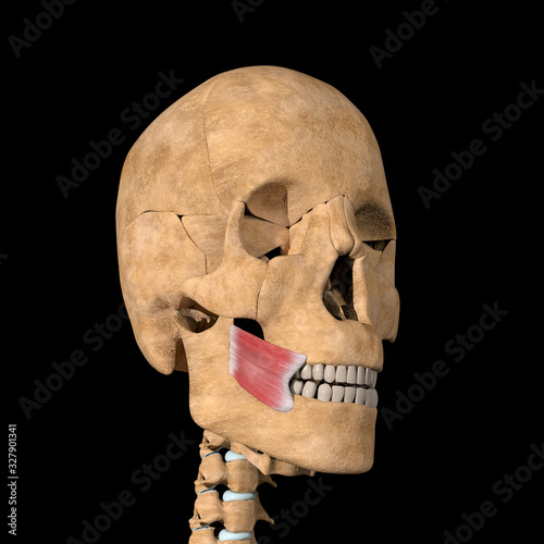 3d Illustration of the Buccinator Muscles on Skeleton photo
