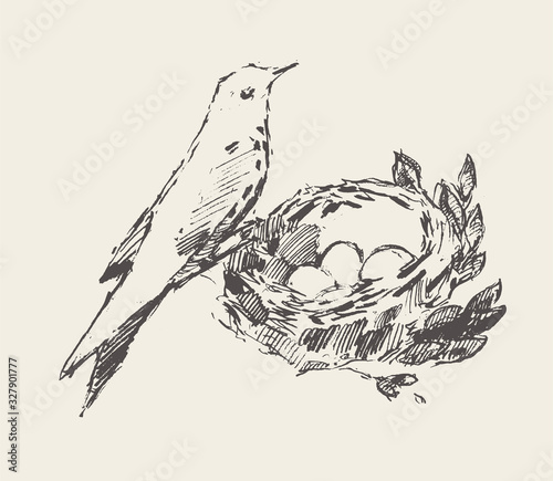 Bird is sitting nest with eggs drawn vector sketch