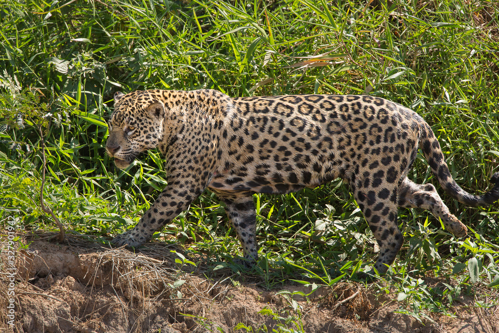 A jaguar, Panthera onca, walking in the grass in the Pantanal region of Brazil. A jaguar, Panthera onca, walking in the grass in the Pantanal region of Brazil.