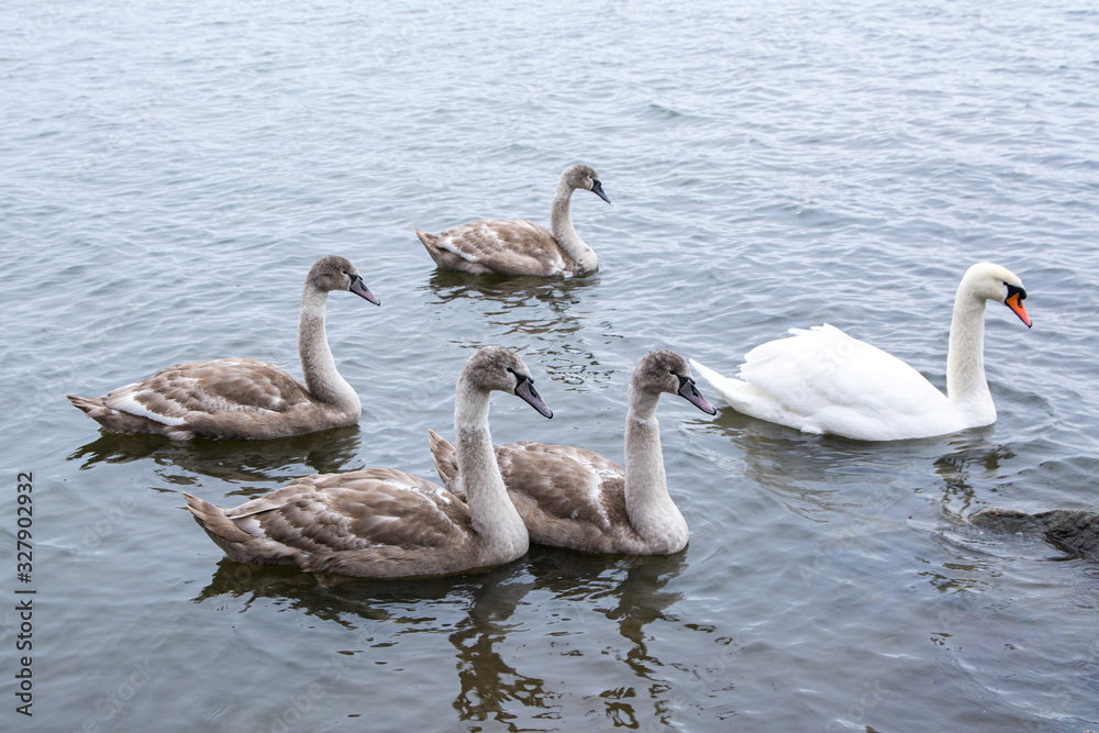 Family of mute swans (Cygnus olor) in the water, Seurasaari, Helsinki, Finland Family of mute swans (Cygnus olor) in the water, Seurasaari, Helsinki, Finland
