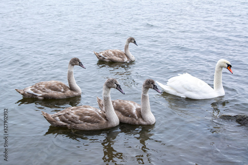 Family of mute swans (Cygnus olor) in the water, Seurasaari, Helsinki, Finland