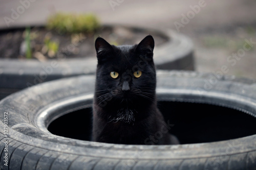 Photography Portrait of fluffy wild cat