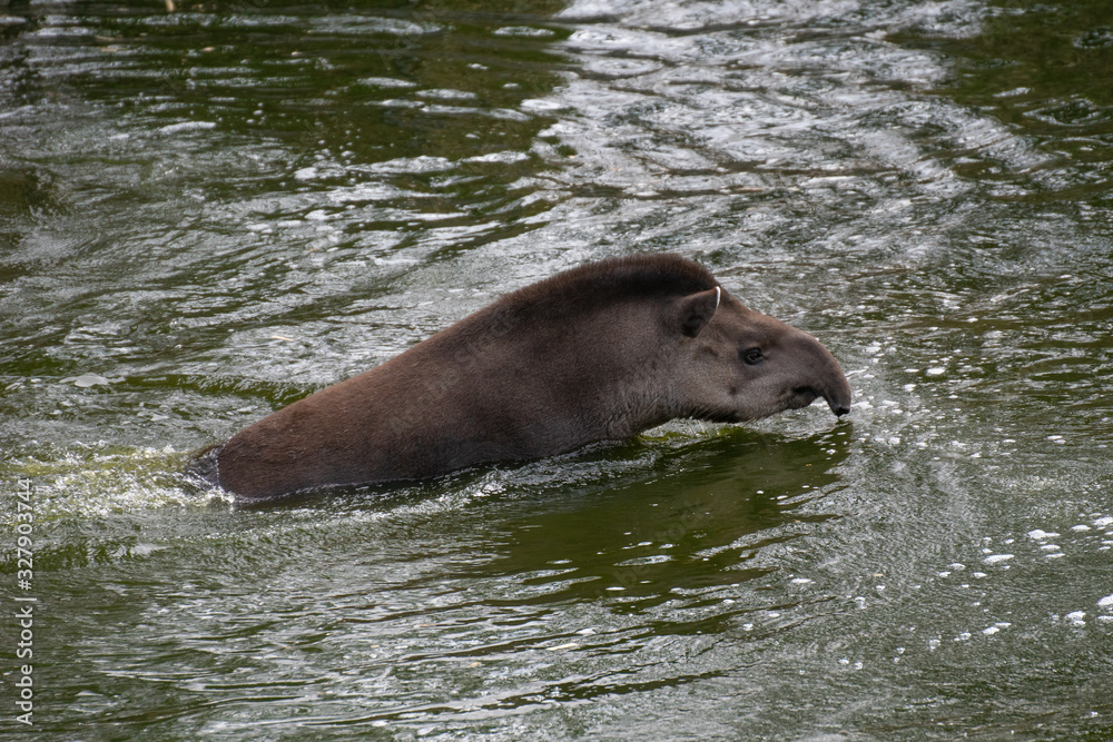 Portrait of a South American tapir swimming in the water Portrait of a South American tapir swimming in the water