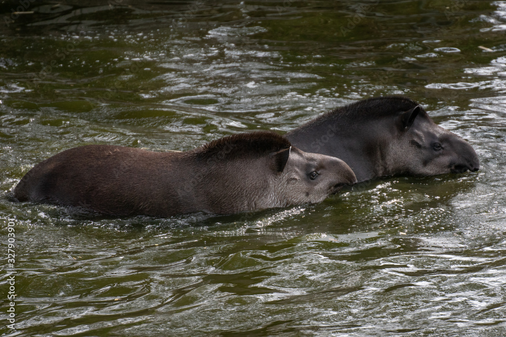 Portrait of two South American tapirs swimming in the water Portrait of two South American tapirs swimming in the water