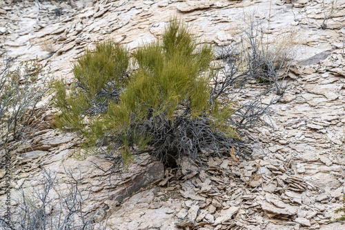 Mormon Tea (Ephedra viridis) is a gymnospem gnetophyte more closely related to conifers than flowering plants. It's deep green stems contain a stimulant that can be steeped into a ethnobotanical drink