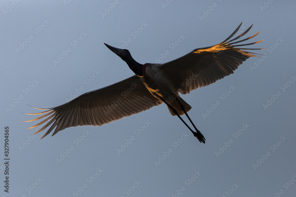 Fototapeta premium A jabiru, Jabiru mycteria, flying in the early morning light in the Pantanal region of Brazil.