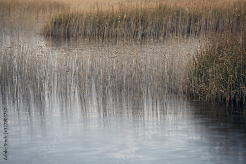  reeds in the lake