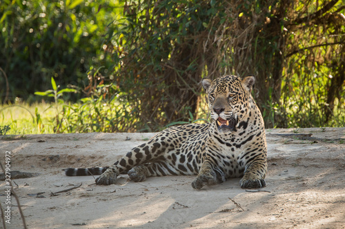 A large male jagaur  Panthera onca  lays on the sandy bank of the Cuiaba River.