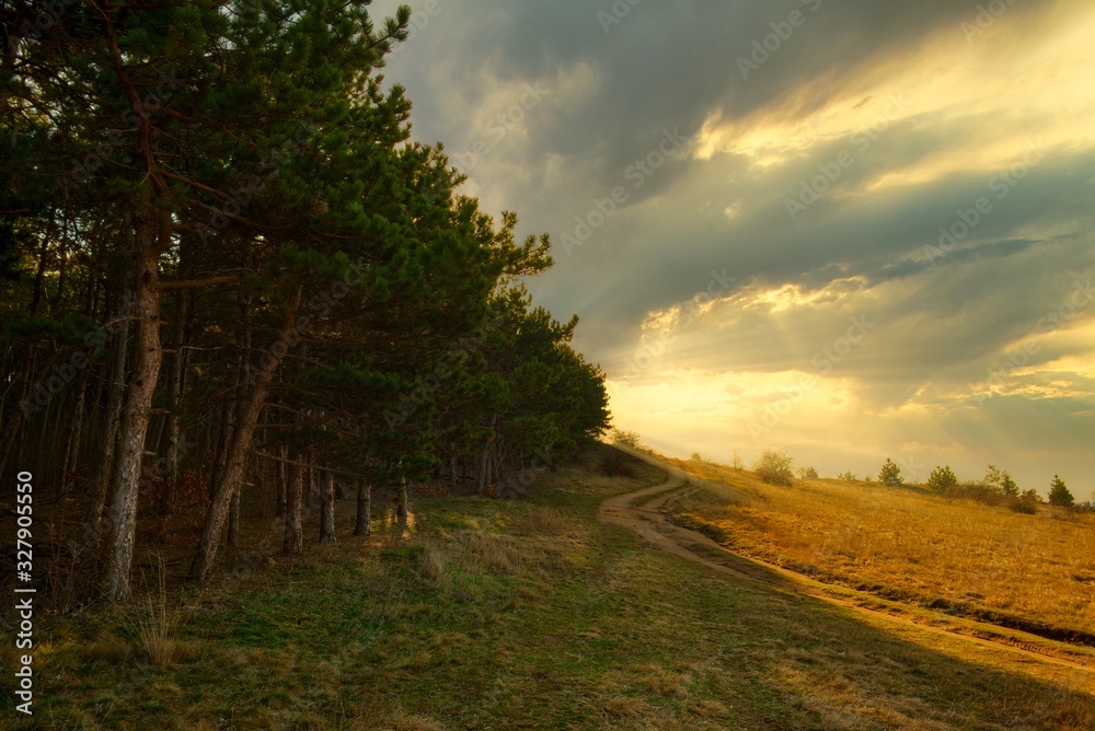 Fototapeta premium Dirt road through the meadow next to the forest