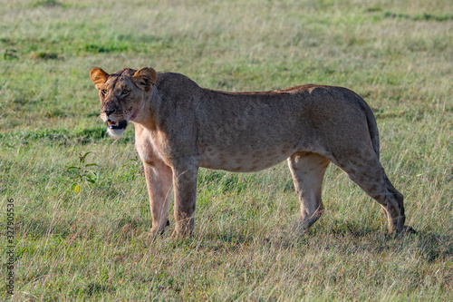 Lioness standing in the short grasses of the Masai mara