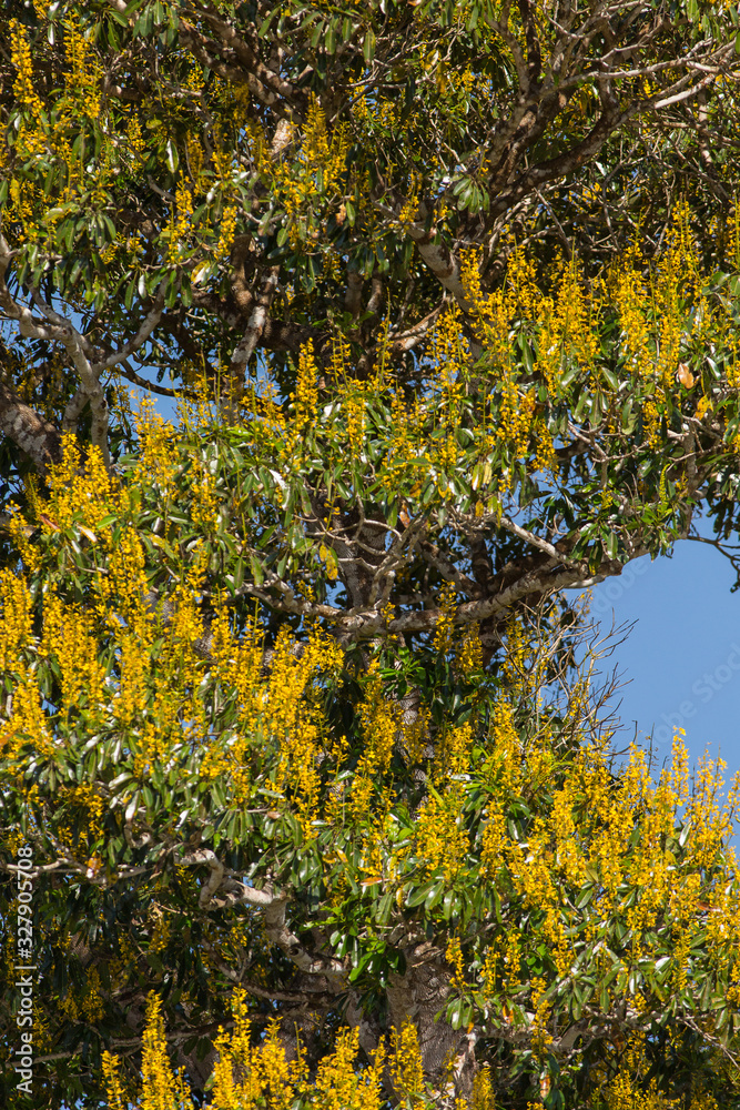 Obraz premium Yellow flowers of the Vochysia divergens along the Cuiaba River in the Pantanal.