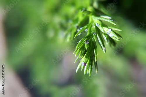 Spruce needles with sparkles sunny macro photo