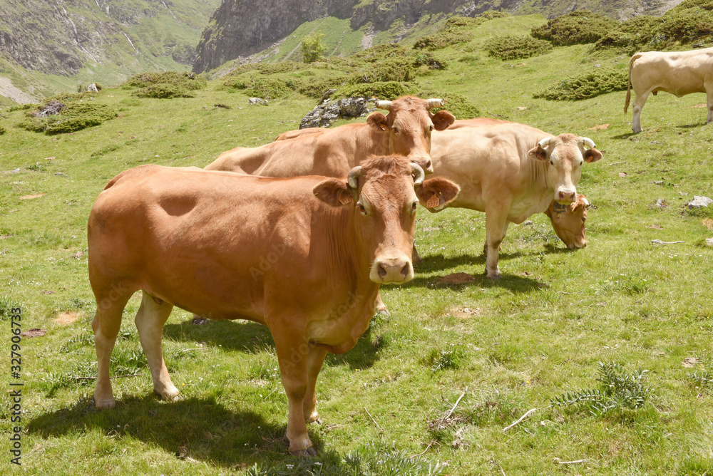 Vaches Cirque de Troumouse  Hautes Pyrénées France