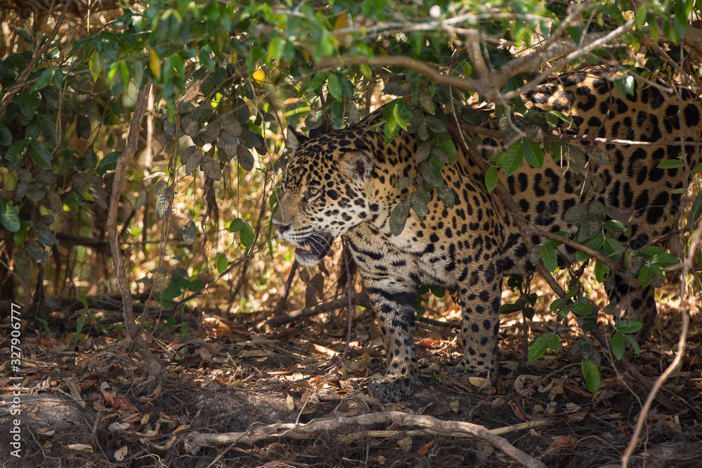 A jaguar, Panthera onca, walking through the jungle in the Pantanal region of Brazil. A jaguar, Panthera onca, walking through the jungle in the Pantanal region of Brazil.