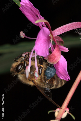 Bee, Apis, Blossom, Willowherb, Epilobium angustifolium, Thuringia, Germany, Europe