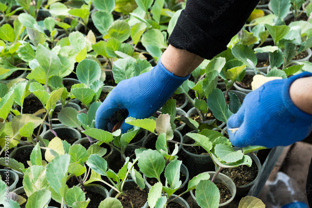 Fototapeta premium Young sprouts of cabbage seedlings in greenhouse