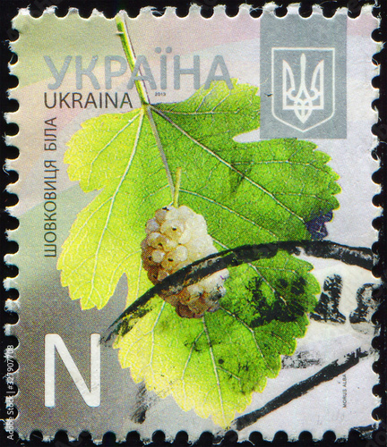 UKRAINE - CIRCA 2013: stamp printed by Ukraine, shows plant White Mulberry (Morus Alba), letter 