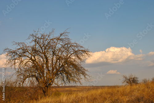  dry tree in the field and blue sky