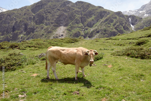 Vache Cirque de Troumouse Hautes Pyrénées France