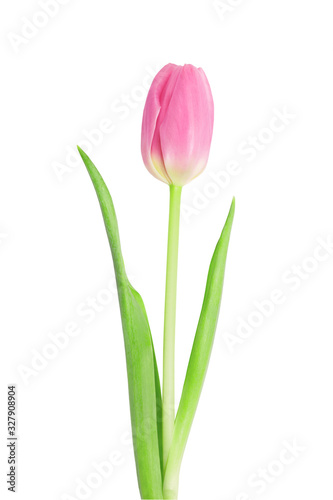 Wonderful pink tulips on a white background.