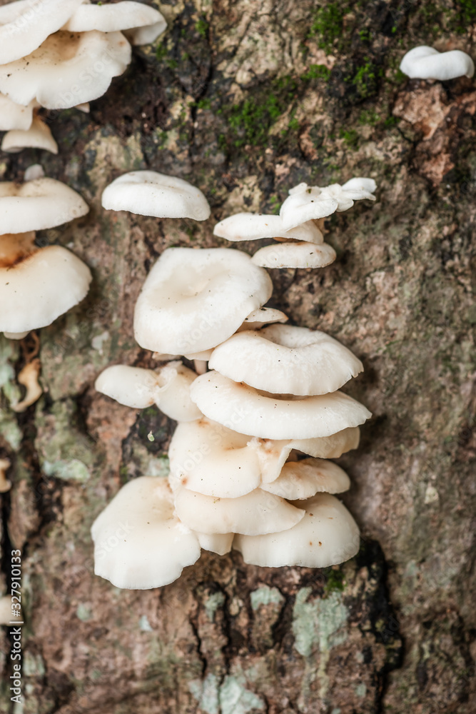 White Mushrooms on Tree Bark Cleaver Woods Park in Trinidad White Mushrooms on Tree Bark Cleaver Woods Park in Trinidad