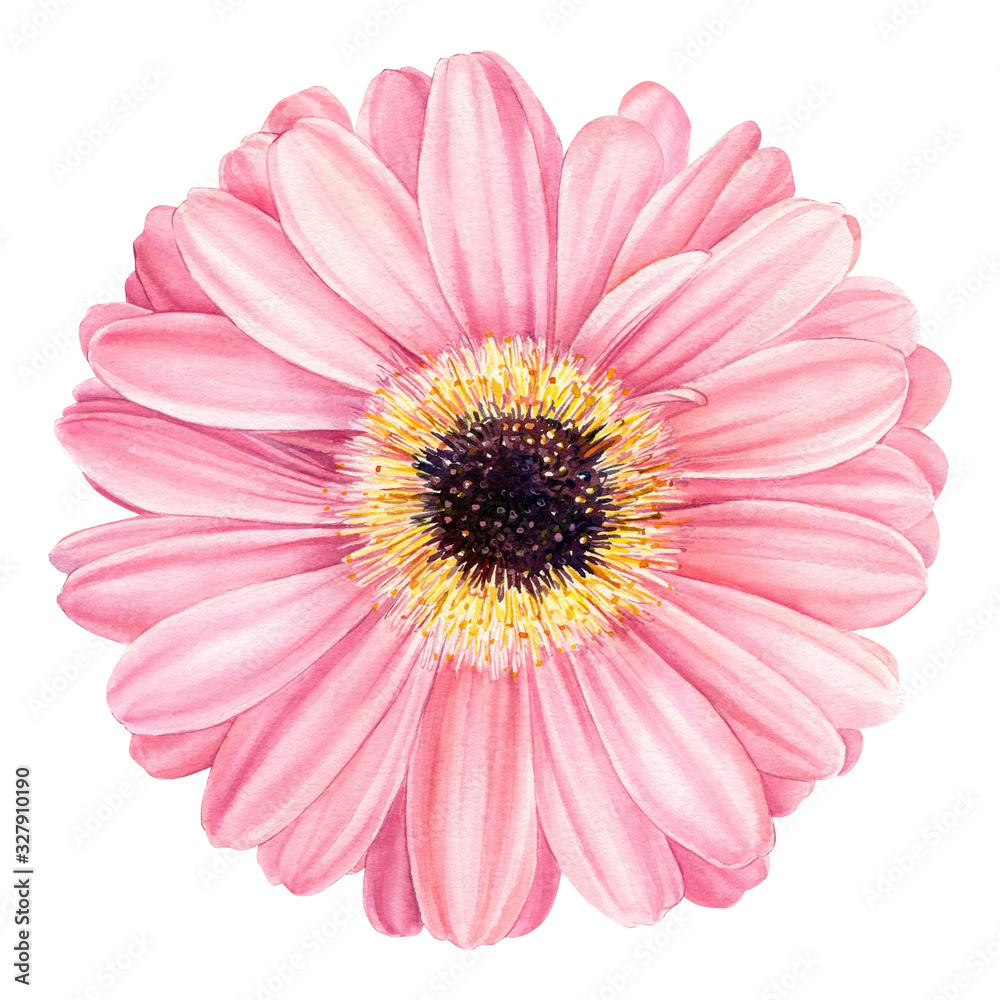 Pink gerbera flower Isolated on White Background. Spring Watercolor daisy.