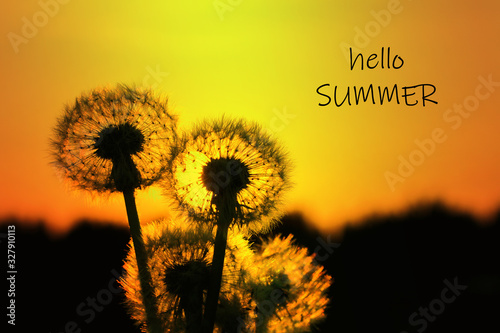 hello summer. dandelions in the golden rays of the setting sun as nature background. Dandelion seed head with setting sun surrounding it.