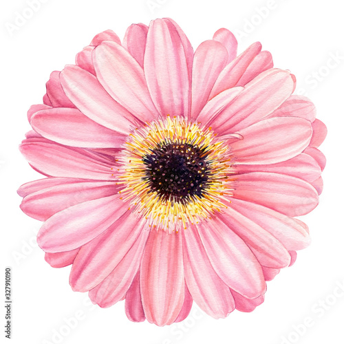 Fototapet Pink gerbera flower Isolated on White Background