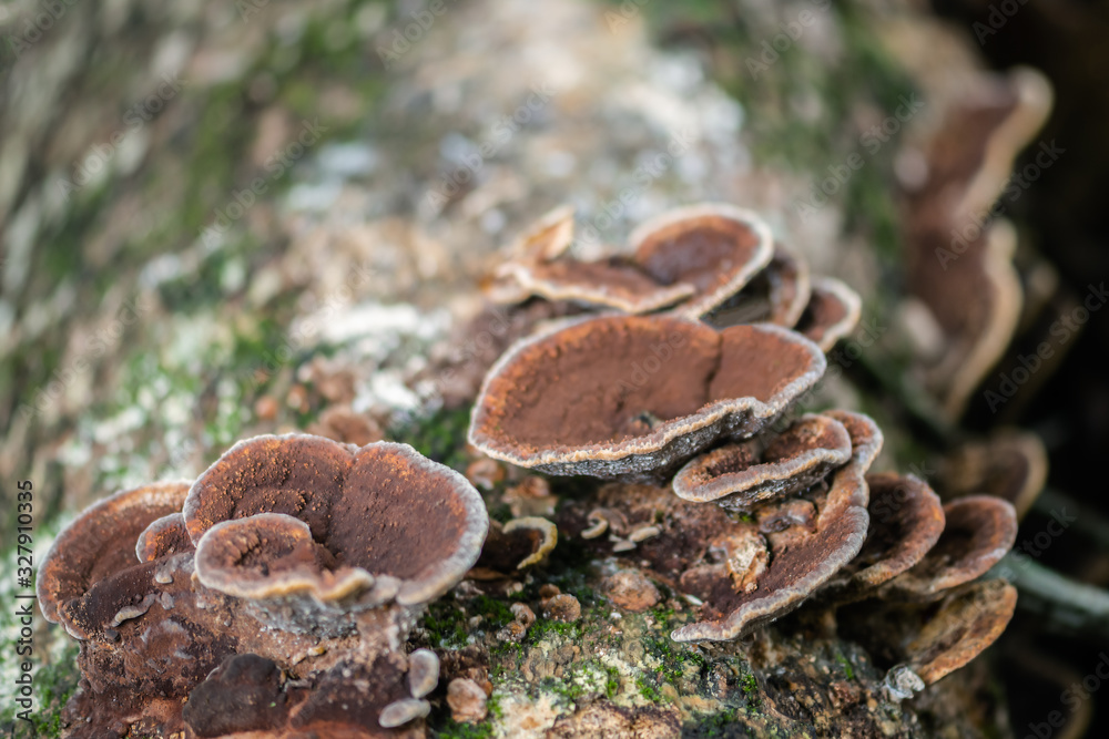 Brown Fungus growth on tree bark Cleaver Woods Park Trinidad Brown Fungus growth on tree bark Cleaver Woods Park Trinidad