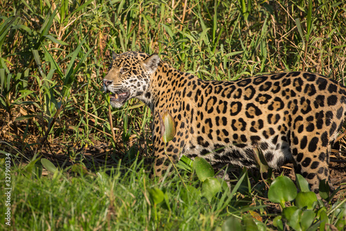 A jaguar, Panthera onca, standing in tall grass in the Pantanal region of Brazil.
