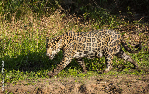 A jaguar, Panthera onca, walking along the river bank jungle in the Pantanal region of Brazil.