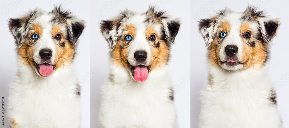 portrait of a cute puppy australian shepherd merle
